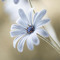 Borair_delshad