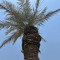 ABU ADEL