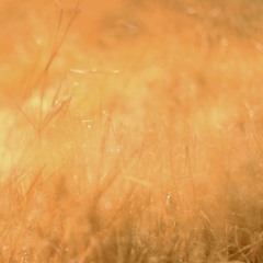 526 - Pay No Mind (Beach House)