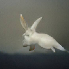 Moth