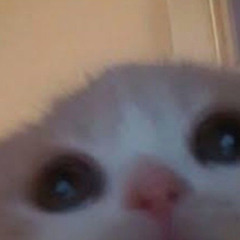 MEOW