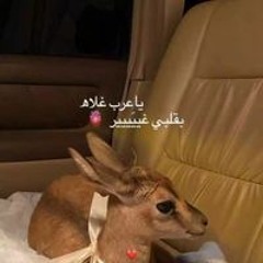 تربوش المشايخي