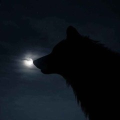 WOLF4STXN