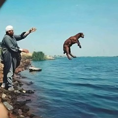 الباشا