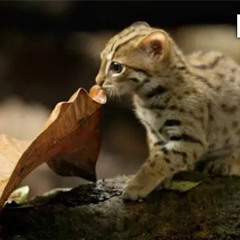 rusty spotted cat