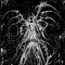 femto