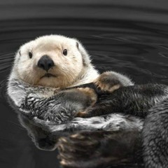 Otterlyme515