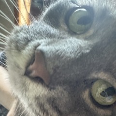 lilia