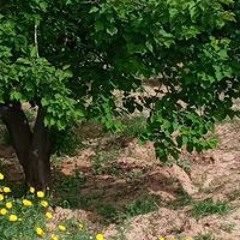 إفتكاسات العائله