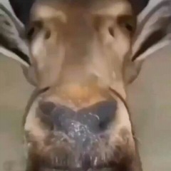 Максим Трохименко