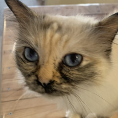 gul