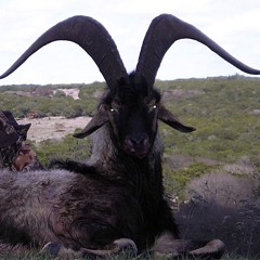 JERA