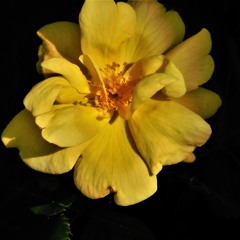 drum set samples 5 mics 7 06 2025 S.M.O.