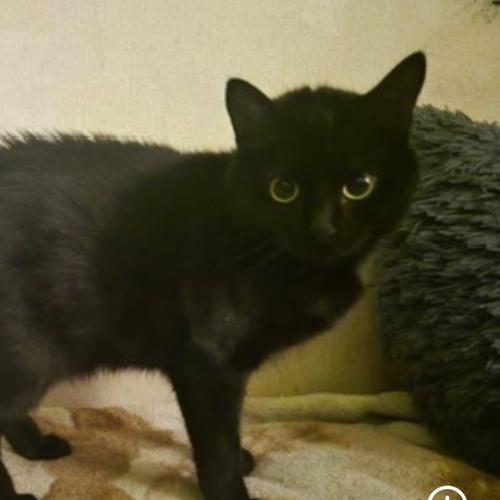 TURBØ PUŠKA - Incredible Skank (Original)