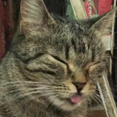 catPish