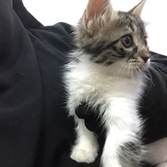 سهيلة
