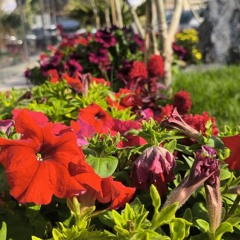 tt_gardener