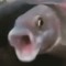 alberto the fishy