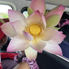 yuhgyalrosy