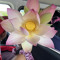 yuhgyalrosy