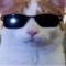 დ .•*””*•coolcat•*””*•.დ