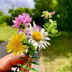 Tìm Chốn Bình Yên