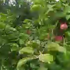 tylpani