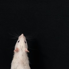 norvegicus