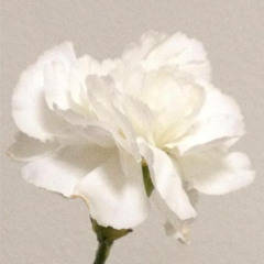 toru