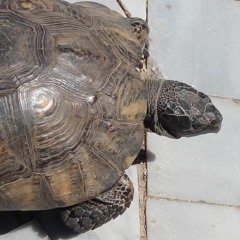 pupellojepumitsi