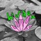hidden lotus <@1hiddenlotus>