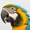Parrot