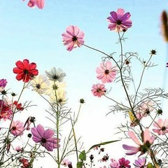 ha_yoon