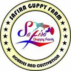 Safira Guppy