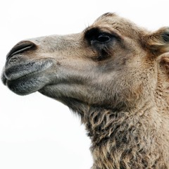 CamelReaction