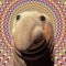 bWalrus