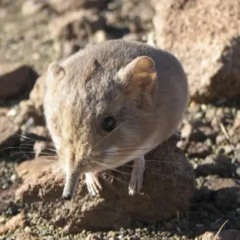 el salón sagrado de los virgenes