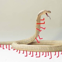 snakelegs135