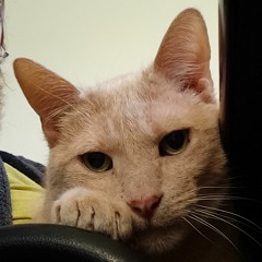 The Mountain Goats - It's All Here in Brownsville (Cover)