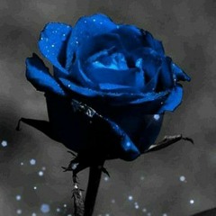 leli🌹🕸🕷💙