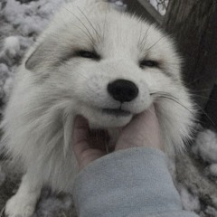 ajsie