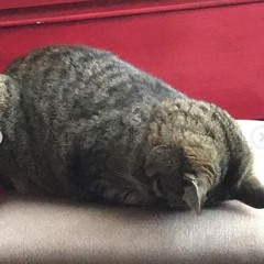 vee