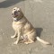 Kieran the dj and ileen the Labrador