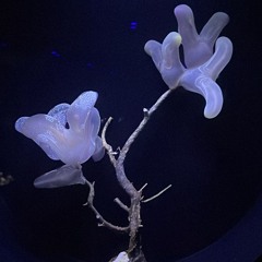 紫湯