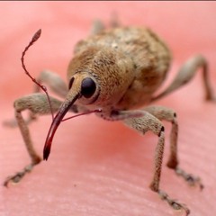 Weevil