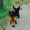 Pandaroux