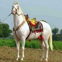 Singh Deep