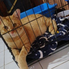 turui