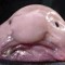 kwaki