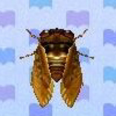 brown-cicada